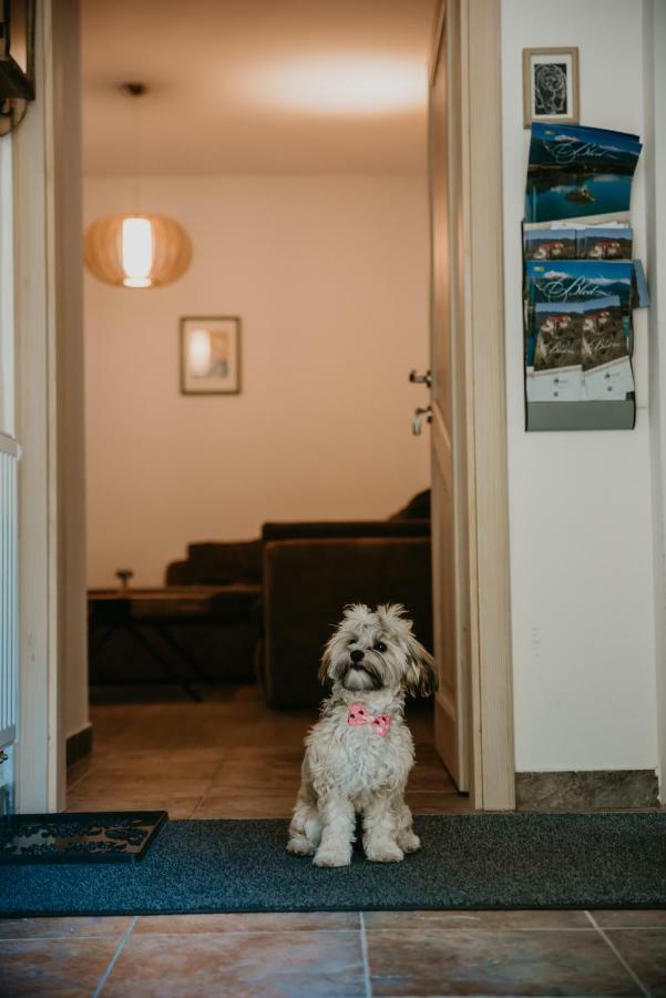 Apartments Villa Vesna Pokljuka Goreljek Zewnętrze zdjęcie
